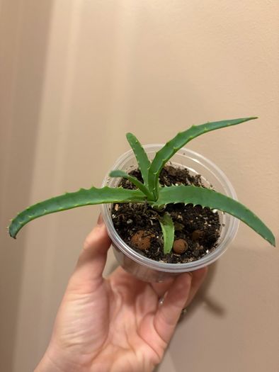 aloe vera plant