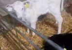 Selection of calfs