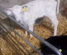 Selection of calfs