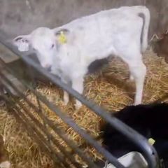 Selection of calfs