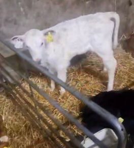 Selection of calfs