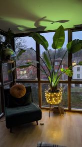 Birds of paradise plant