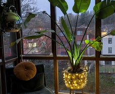 Birds of paradise plant