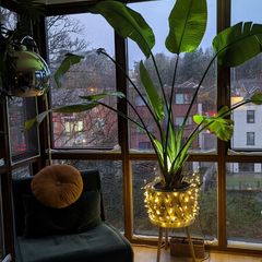 Birds of paradise plant