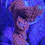 Montipora corals Image 2