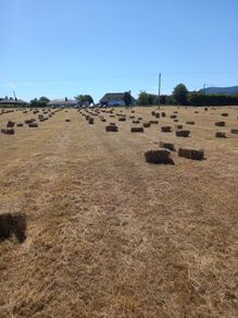 Hay