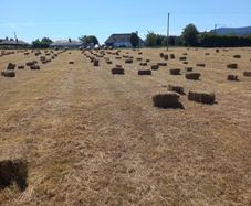 Hay