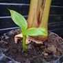 "Musa Basjo " banana tree Image 7
