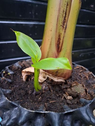 "Musa Basjo " banana tree