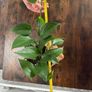 Golden pathos house plant Image 4
