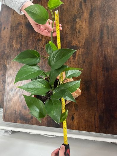Golden pathos house plant