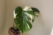 Monstera Thai Constellation