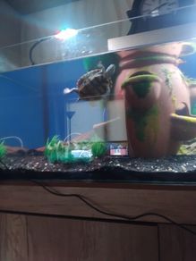 map turtle