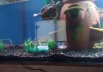 map turtle