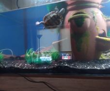 map turtle