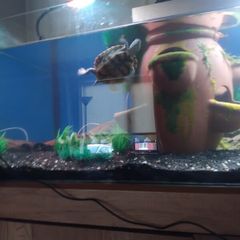 map turtle
