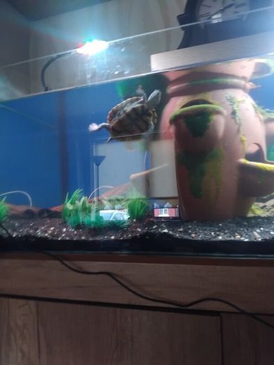 map turtle