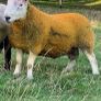 North country Cheviot rams Image 4