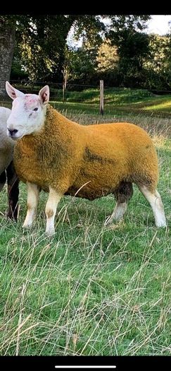 North country Cheviot rams