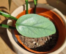 Cebu blue plant