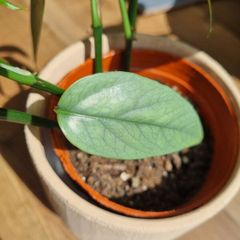 Cebu blue plant
