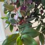 Plant -Tradescantia Zebrina Flame Dance Image 7