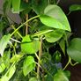 Healthy Golden Pothos - Large 1.50m Image 5