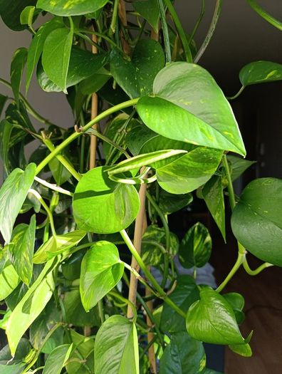 Healthy Golden Pothos - Large 1.50m