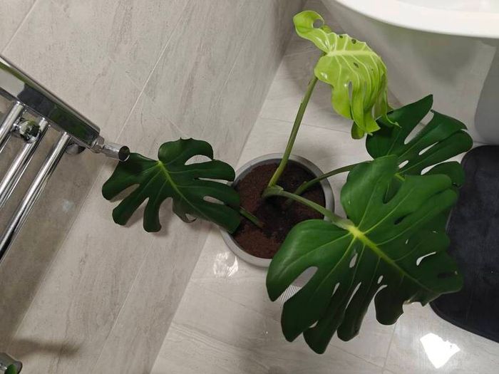 Monstera deliciosa