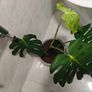 Monstera deliciosa Image 3