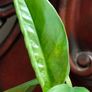 No.2 Epipremnum Pinnatum yellow flame Image 5