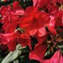 Rare colour XL Red Rhododendron plant Image 3