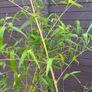 golden chinese timber bamboo - phyllostachys vivax aureocaulis Image 3