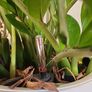 Zamioculcas Zamifolia planter Image 4