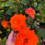 garden plants Image 2