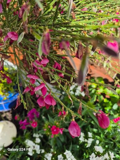 plant