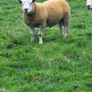Charolais  x Texel rams for sale Image 2