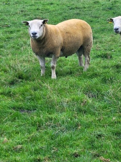 Charolais  x Texel rams for sale