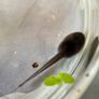 Ranitomeya tadpole tubs Image 6