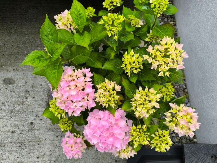 garden plants