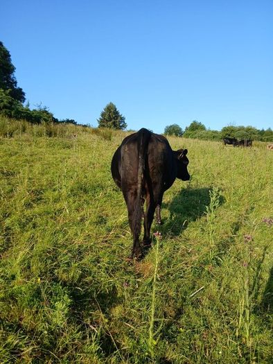 In calf heifers