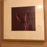 2 framed Floral Prints Image 2