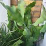 Beautiful Epiphyllum  rare cactus. Plant or cuttings. Image 8