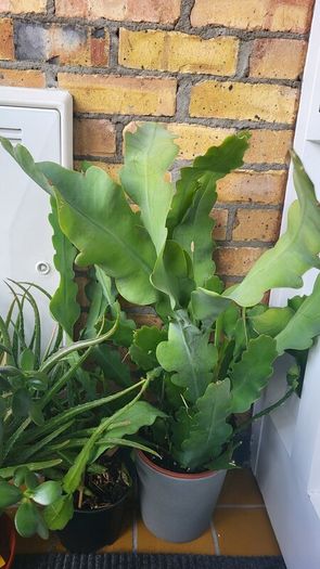 Epiphyllum Cacti. Beautiful rare cactus.
