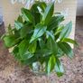 Plant - Tradescantia Fluminensis Green Hill - Houseplant Image 3