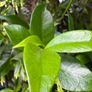 Established 210cm evergreen trachelospermum star fragrant flower jasmine in large rattan planter with trellis Image 6