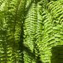 boston Fern Image 3