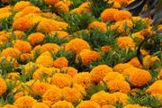 (M) African Marigold Taishan H seeds (10s) (415786)