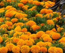 (M) African Marigold Taishan H seeds (10s) (415786)