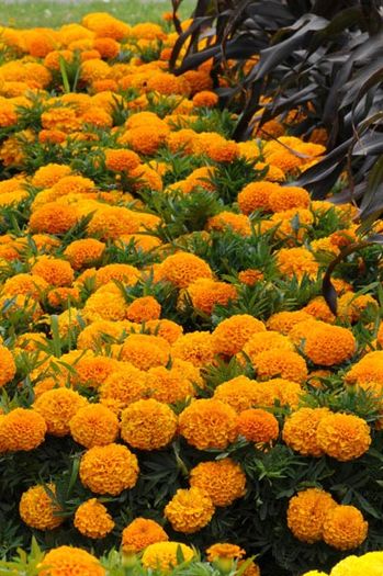(M) African Marigold Taishan H seeds (10s) (415786)